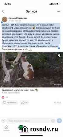 Кошки в добрые руки бесплатно Тольятти