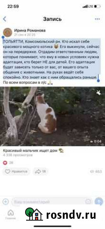 Кошки в добрые руки бесплатно Тольятти - изображение 1