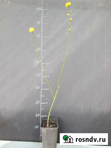 Керрия Сочи - изображение 1