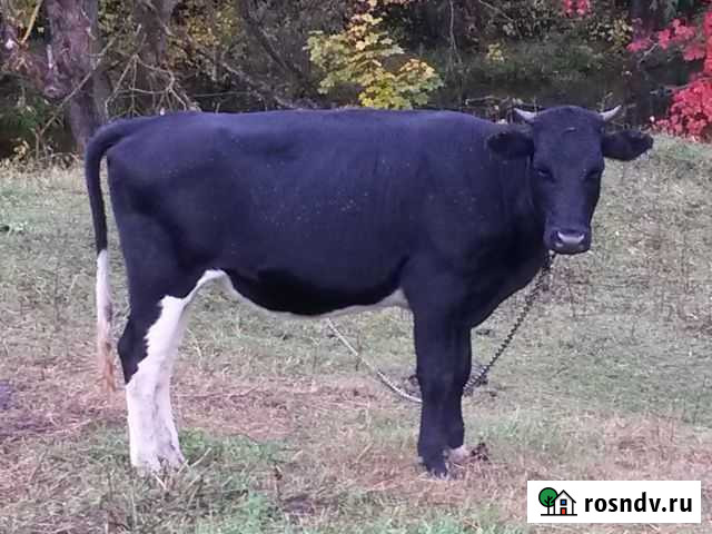 Телка на племя Волово - изображение 1