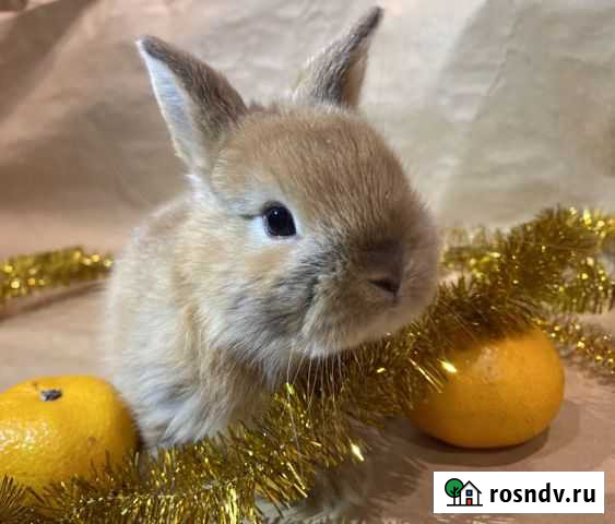 Кролик карликовый цветной торчеухий Пушкино - изображение 1