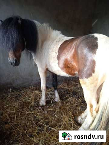 Пони Марьянская - изображение 1