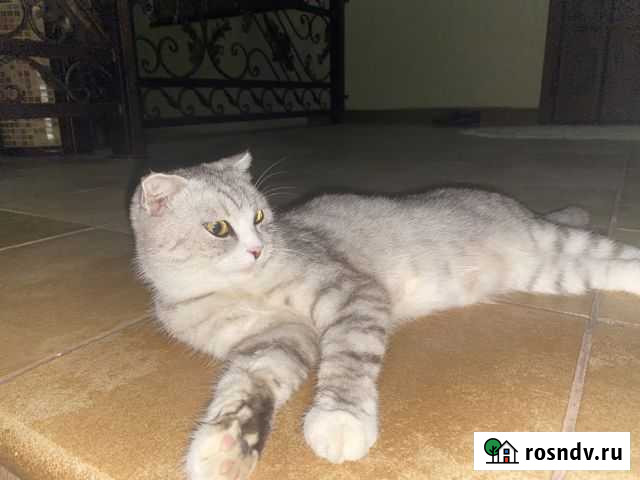 Кошка вислоухая Грозный - изображение 1