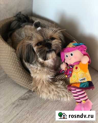 Ши-тцу вязка Краснодар - изображение 1