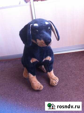 Собака Омск - изображение 1