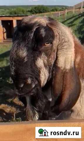 Нубийский подрощенный козлик от 8 л.козы Щёлково - изображение 1