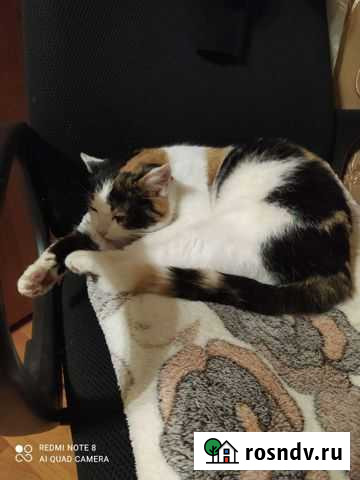 Кошка ищет дом Рязань - изображение 1