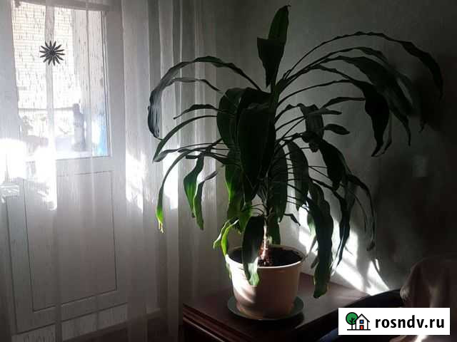 Пальма Волжский - изображение 1