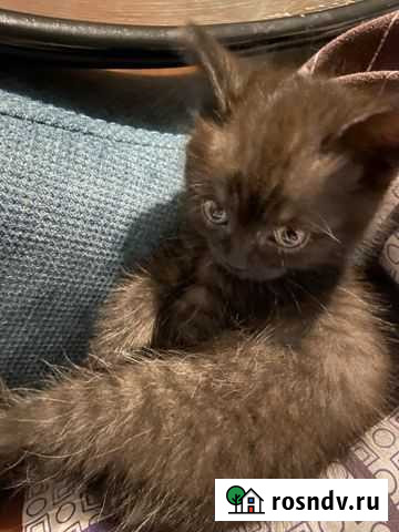 Метис Чита - изображение 1