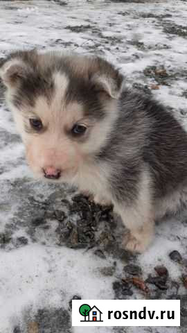 Собака Екатеринбург - изображение 1