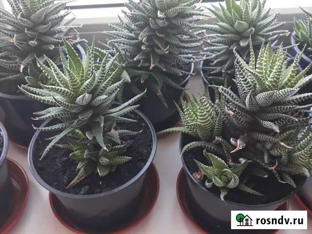 Кактусы и суккуленты Николаевка - изображение 1