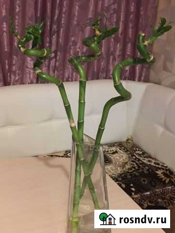 Бамбук Старая - изображение 1