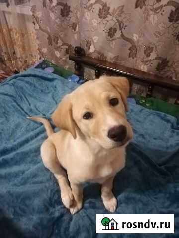 Щенок в добрые руки Барнаул - изображение 1