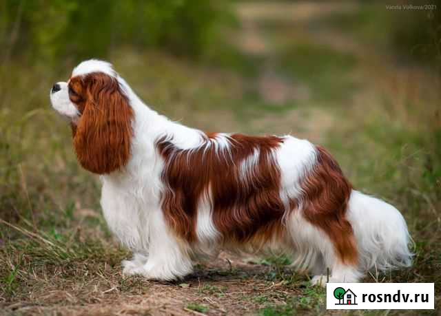 Кавалер Кинг Чарльз спаниель для вязки Нижний Новгород - изображение 1