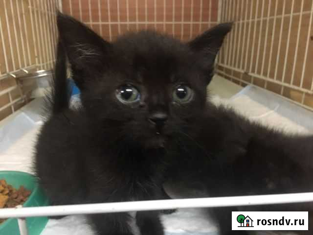 Котята 1,5 мес Краснодар - изображение 1