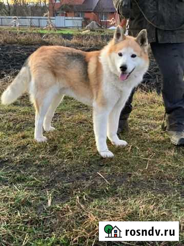 Метис Акита ину бесплатно Брянск - изображение 1