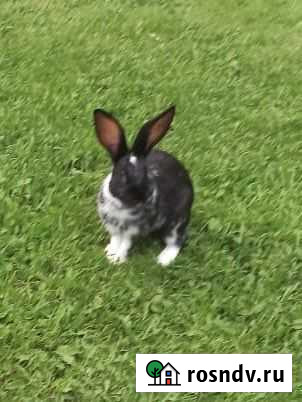 Кролики мясных пород Киржач - изображение 1