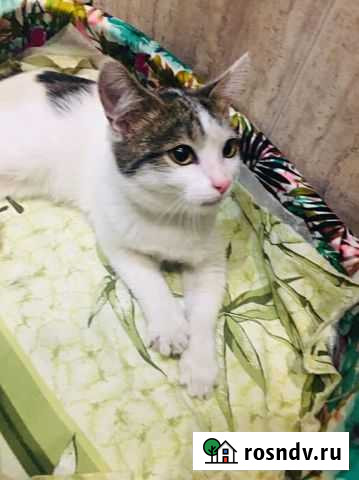 Капелька ищет дом Набережные Челны - изображение 1