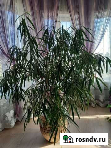 Фикус Али Астрахань - изображение 1