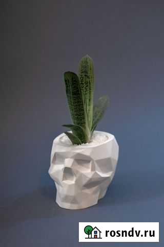 Суккуленты в гипсовом кашпо Йорик Красноярск - изображение 1