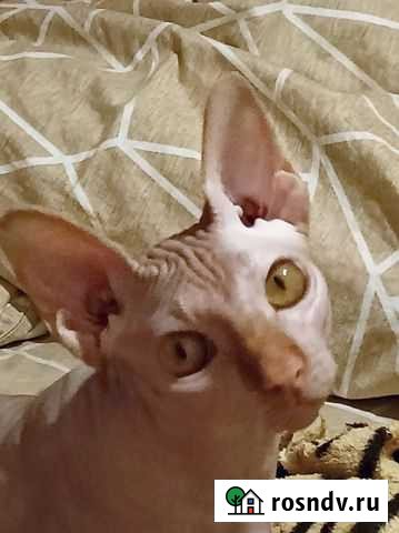 Канадский сфинкс вязка Светлый Яр - изображение 1