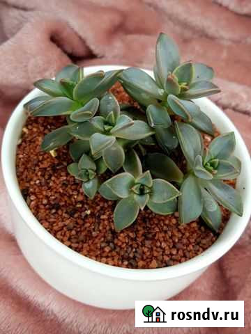 Суккуленты Курганинск - изображение 1