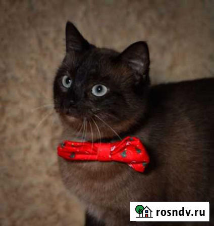 Отдам кошечку сиамскую Петропавловск-Камчатский - изображение 1