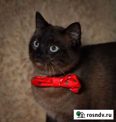 Отдам кошечку сиамскую Петропавловск-Камчатский - изображение 1