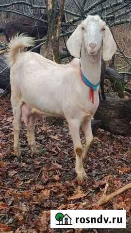 Камори 50 дойные козы Москва - изображение 1