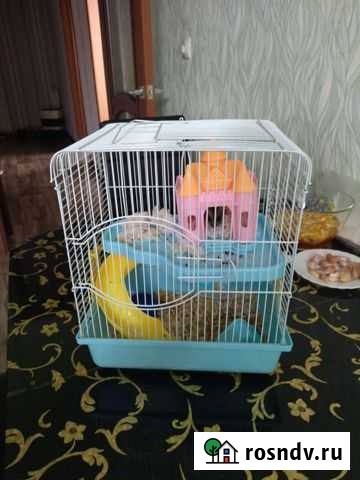 Джунгарский хомяк с клеткой Благовещенск - изображение 1