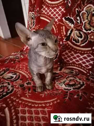 Донской сфинкс Новошахтинск - изображение 1