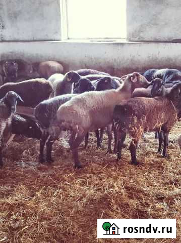 Овцематки Эдильбаевской породы Новоджерелиевская - изображение 1