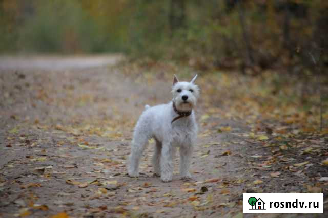 Цвергшнауцер Воронеж - изображение 1