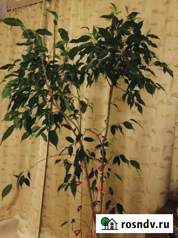 Фикус бенджамина и Драцена Псков - изображение 1