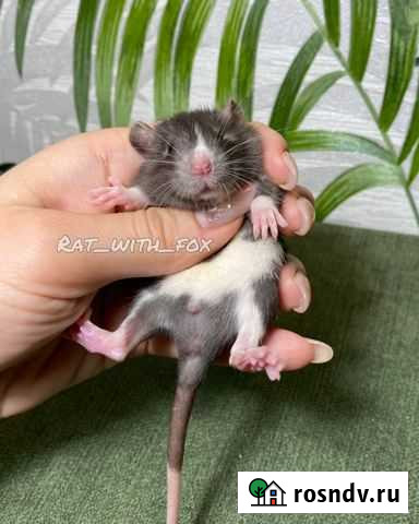 Крысята Калуга - изображение 1