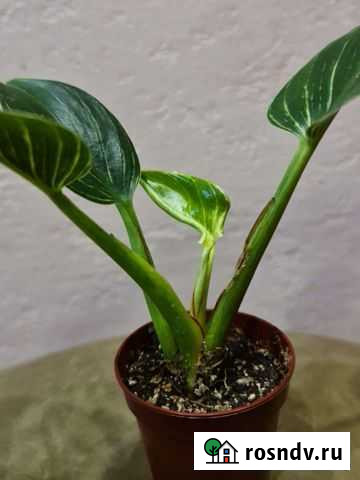 Филодендрон биркин Иркутск - изображение 1