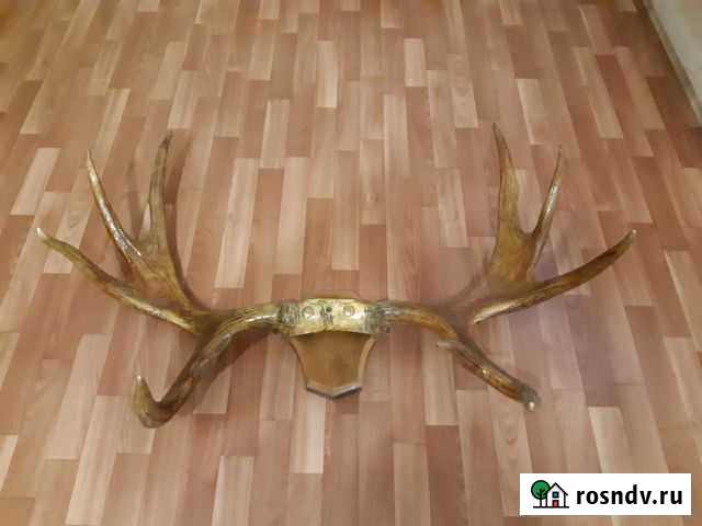 Рога лося Всеволожск - изображение 1