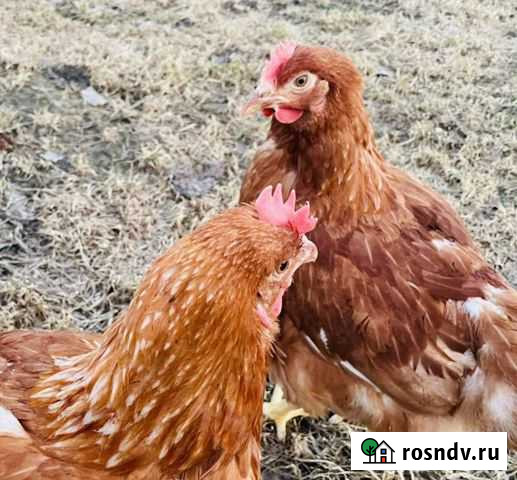Куры несушки коричневые Хайсекс Ломан Браун Санкт-Петербург - изображение 1