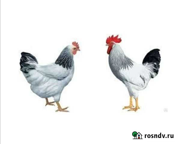Ия доминанта и др. С/х птицы Рязань - изображение 1