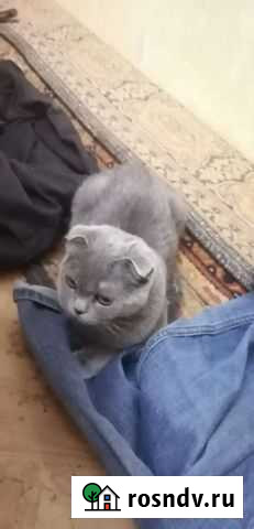 Британская вислоухая кошка Тула - изображение 1