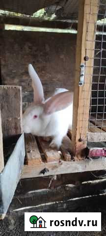 Кролики Мулино - изображение 1