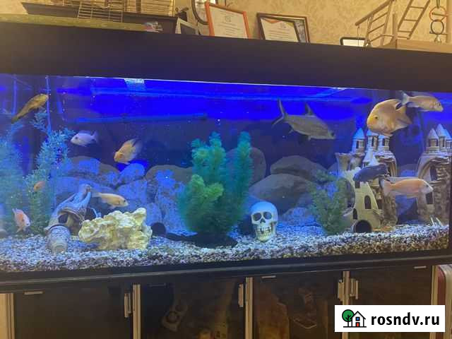 Аквариум Димитровград - изображение 1