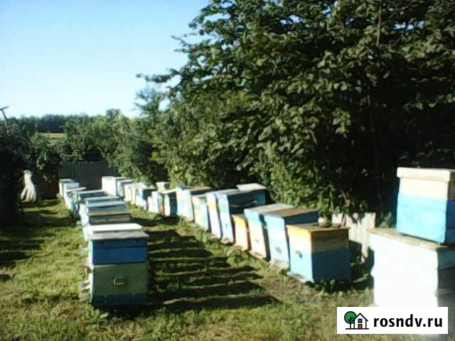 Пчелопакеты Щигры - изображение 1