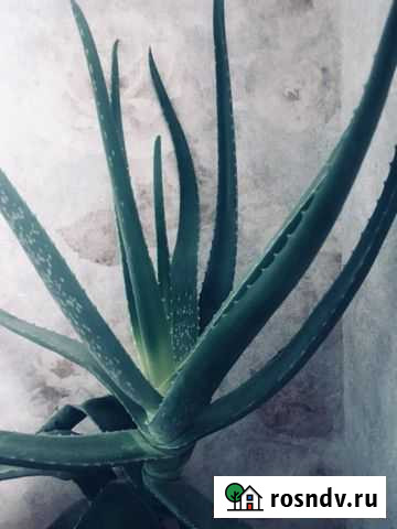 Алоэ Вера Пермь - изображение 1