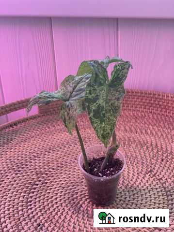 Сингониум Моттлед Ароу Киров - изображение 1