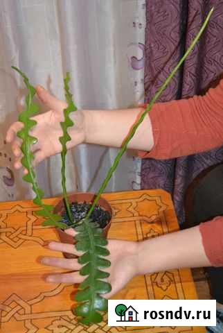 Эпифиллюм /ангулигер Ковров - изображение 1