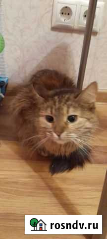 Сибирская кошка бесплатно Балашиха - изображение 1