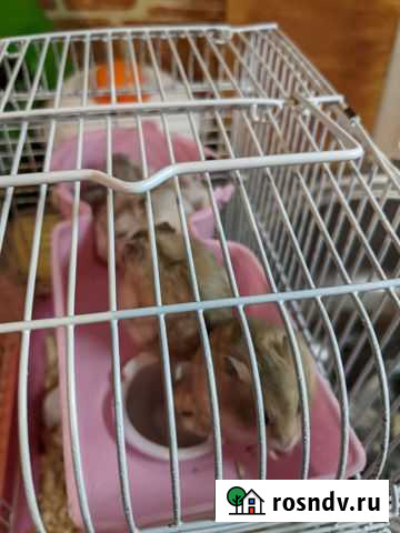 Сирийский хомяк бесплатно Таганрог - изображение 1