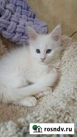 Котята Мейн-кун Казань - изображение 1