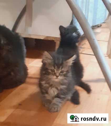 Британская кошка Кемерово - изображение 1